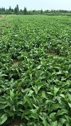 河北邯鄲紫苑藥才 品質(zhì)與信賴的藥品零售典范